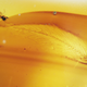 Image for article titled Dinosaur Feathers Discovered in Canadian Amber